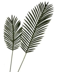 Areca Palm Leaf Dark Green