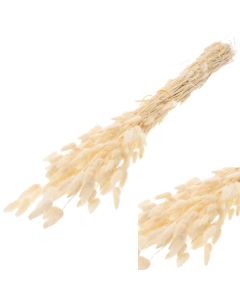 Lagurus Ovatus Bleached White Lamboo Dried & Deco