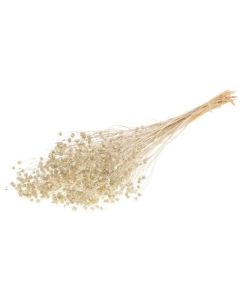 Linum White Misty Lamboo Dried & Deco