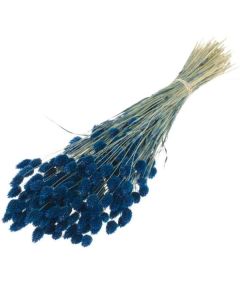 Phalaris Dark Blue Lamboo Dried & Deco