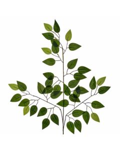 Ficus Branch Green