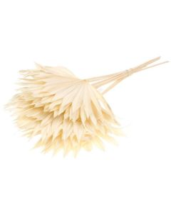 Palm Sun 10pc Bunch Bleached White Lamboo Dried & Deco