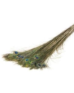 Peacock Feather Natural Lamboo Dried & Deco