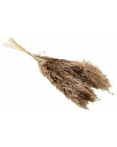 Dried Pampas Bundle Natural