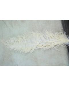 Cream Ostrich Style Feathers x10 40-60cm approx.