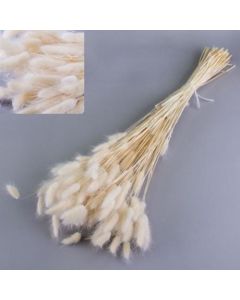 Lagurus Ovatus (Bunny Tails) Bleached White