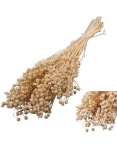 Linum (Flax), Bleached White, 100g Bunch