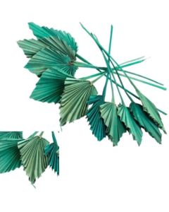 Palm Spear, Dyed Pastel Aqua, Bunch of 10 Stems
