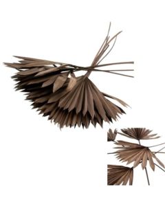 Palm Sun, Dyed Deep Brown, Bunch of 10 Stems