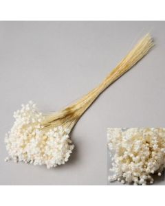 Glixia, Bleached White, 40cm, 50g Bunch