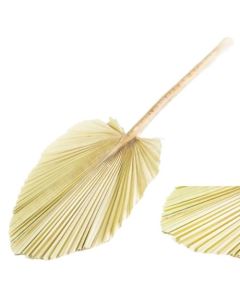 King Spear, Bleached White Stem