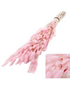 Lagurus, Bunny Tails, Pastel Pink 100g Bunch