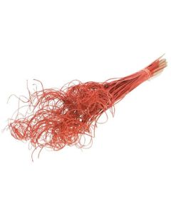 Curly Ting Ting Palm 100pc Red Red Glitter Lamboo Dried & Deco