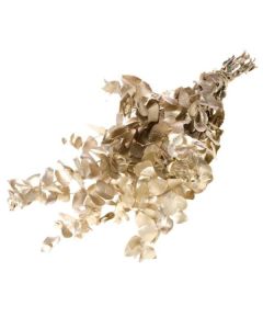 Eucalyptus espiral preserved Champagne Gold Lamboo Dried & Deco