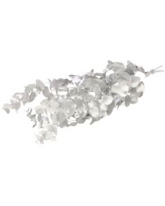 Eucalyptus espiral preserved Silver Lamboo Dried & Deco