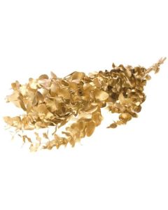 Eucalyptus espiral preserved Gold Lamboo Dried & Deco