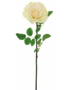 Silk Single Tudor Rose Cream