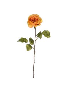 Harvest Rose Amber 56cm