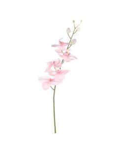 Dawn Orchid Pink