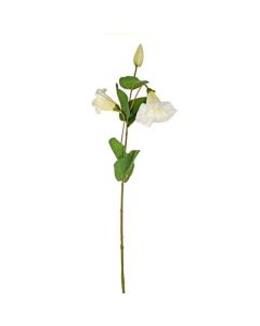 Morning Glory Spray Cream