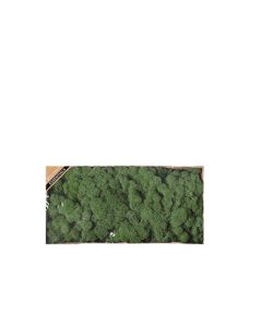 Dark Green Reindeer Moss