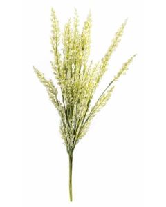 Panicle Flower Stem Ivory