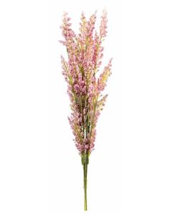 Panicle Flower Stem Pink