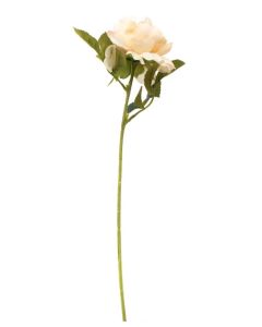 Flowerstem Peony Ivory