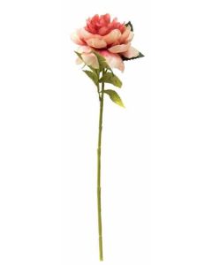 Flowerstem Peony Salmon