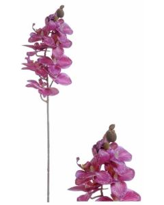 Flowerstem Orchid Fuchsia