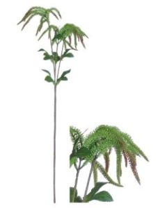 Flowerstem Amaranthus Spray Green