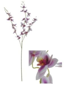 Flowerstem Orchid Lilac