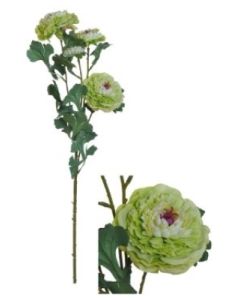Flowerstem Ranunculus Green