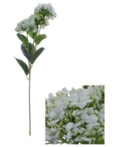 Flowerstem Hydrange White
