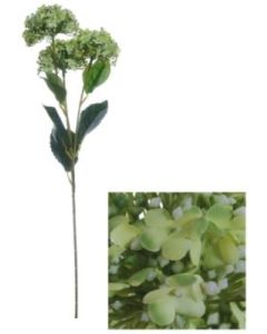 Flowerstem Hydrange Green