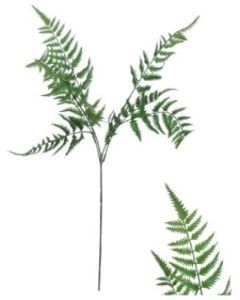 Stem Fern Leaves Green