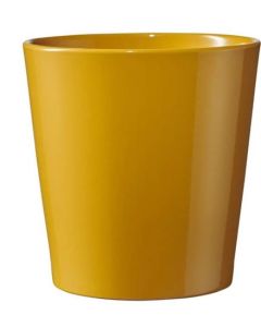 6cm Dallas Breeze Shiny Mustard Yellow Pot