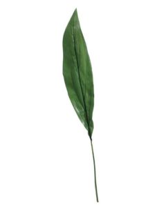 Extra Large Aspidistra Leaf Green 81cm