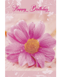 Birthday C75 Pk6 Tulip