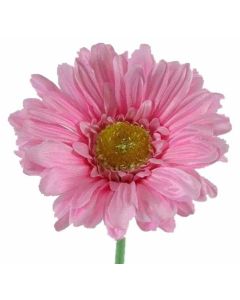 Single Gerbera Pink