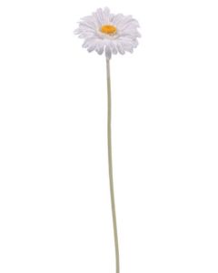 Single Gerbera White