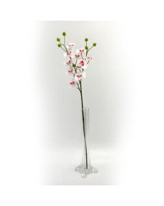 Baby Orchid White & Pink
