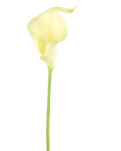 Real Touch Single Lily Cream