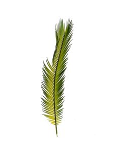 Leaf Cycas Palm 57cm