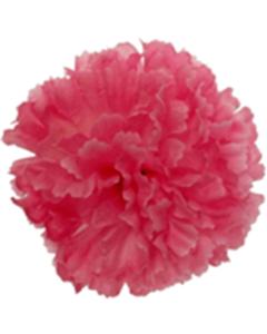 Carnation Pick Pinkx144 Pk