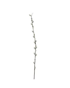 Pussy Willow Stem