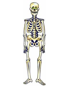 Halloween Jointed Skeleton
