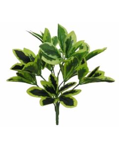 Euonymus Bush Variegated
