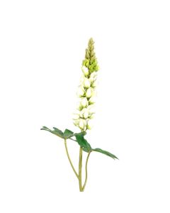 Lupin Cream 81cm