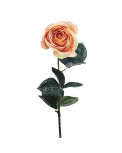 Eternity Rose Stem Antique Peach 60cm